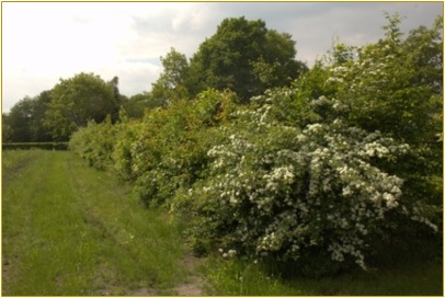 hagen aanplantactie dec. 2021